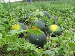 渭南网红吃瓜事件真相,揭秘背后真相与网络舆论的反思